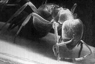 ant.jpg