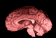 brain1.gif